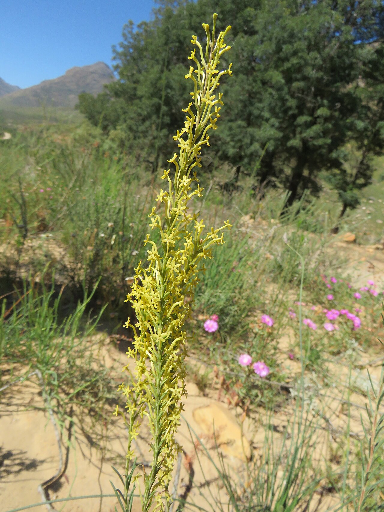 Microdon dubius: Microdon dubius, photographed by Ronald Flipphi, on 5 October 2019, opposite a chapel along the road from Algeria to Grootkloof, Cederberg, Western Cape provinc