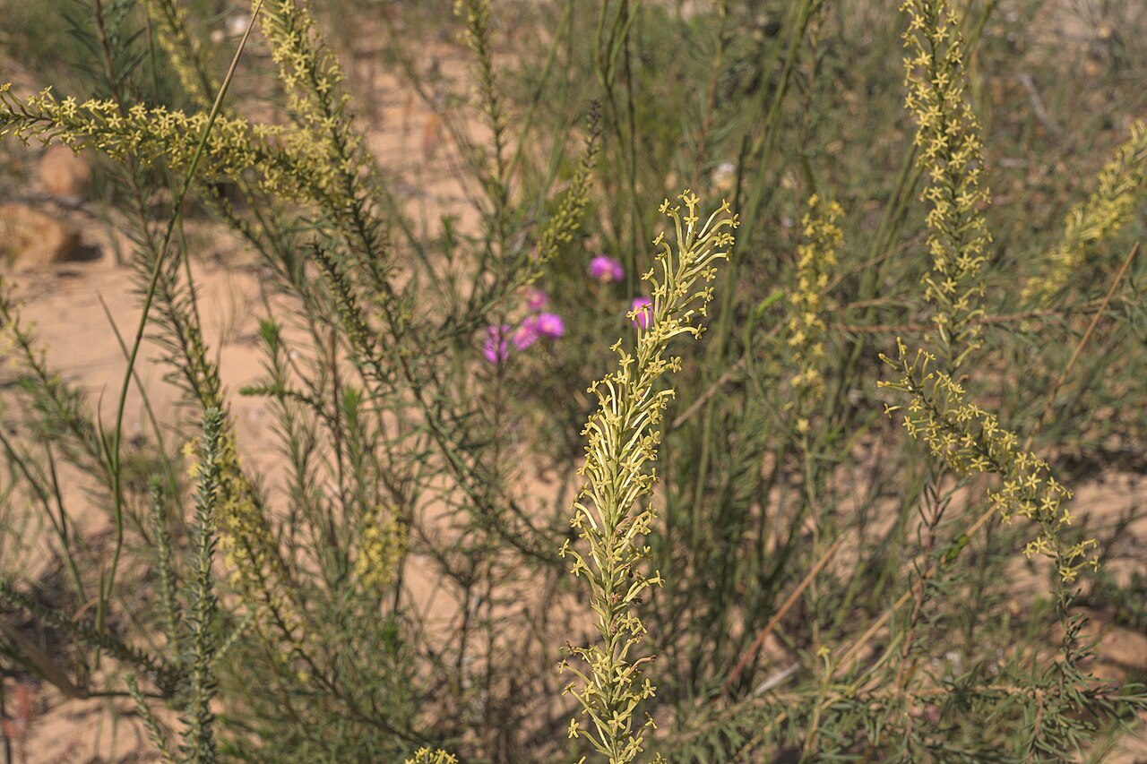 Microdon dubius: Microdon dubius, photographed by Ronald Flipphi, on 5 October 2019, opposite a chapel along the road from Algeria to Grootkloof, Cederberg, Western Cape provinc