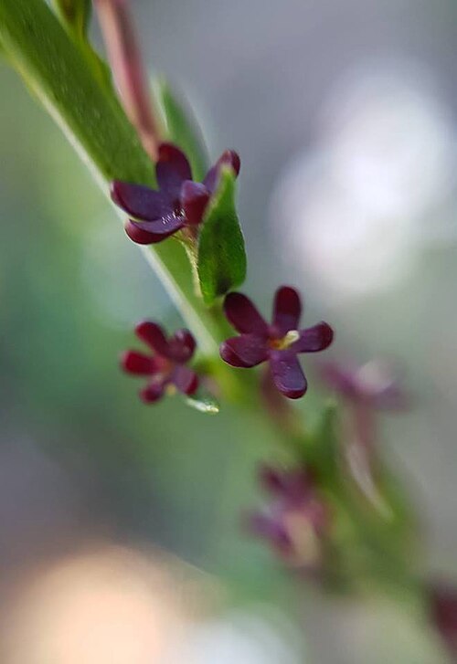 Microdon dubius: Microdon dubius (L.) Hilliard - Table Mountain, Cape Town, South Africa
