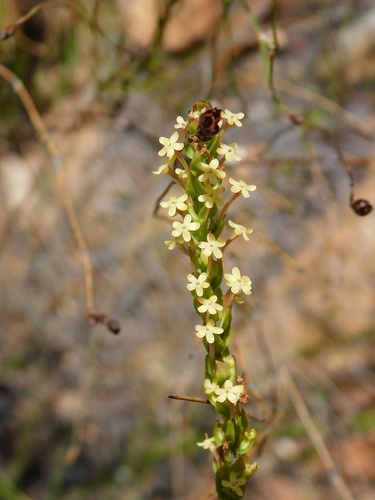 Microdon dubius (Microdon dubius)