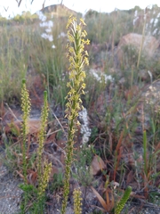 Microdon dubius (Microdon dubius)
