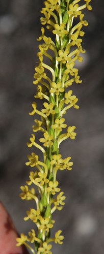 Microdon dubius (Microdon dubius)