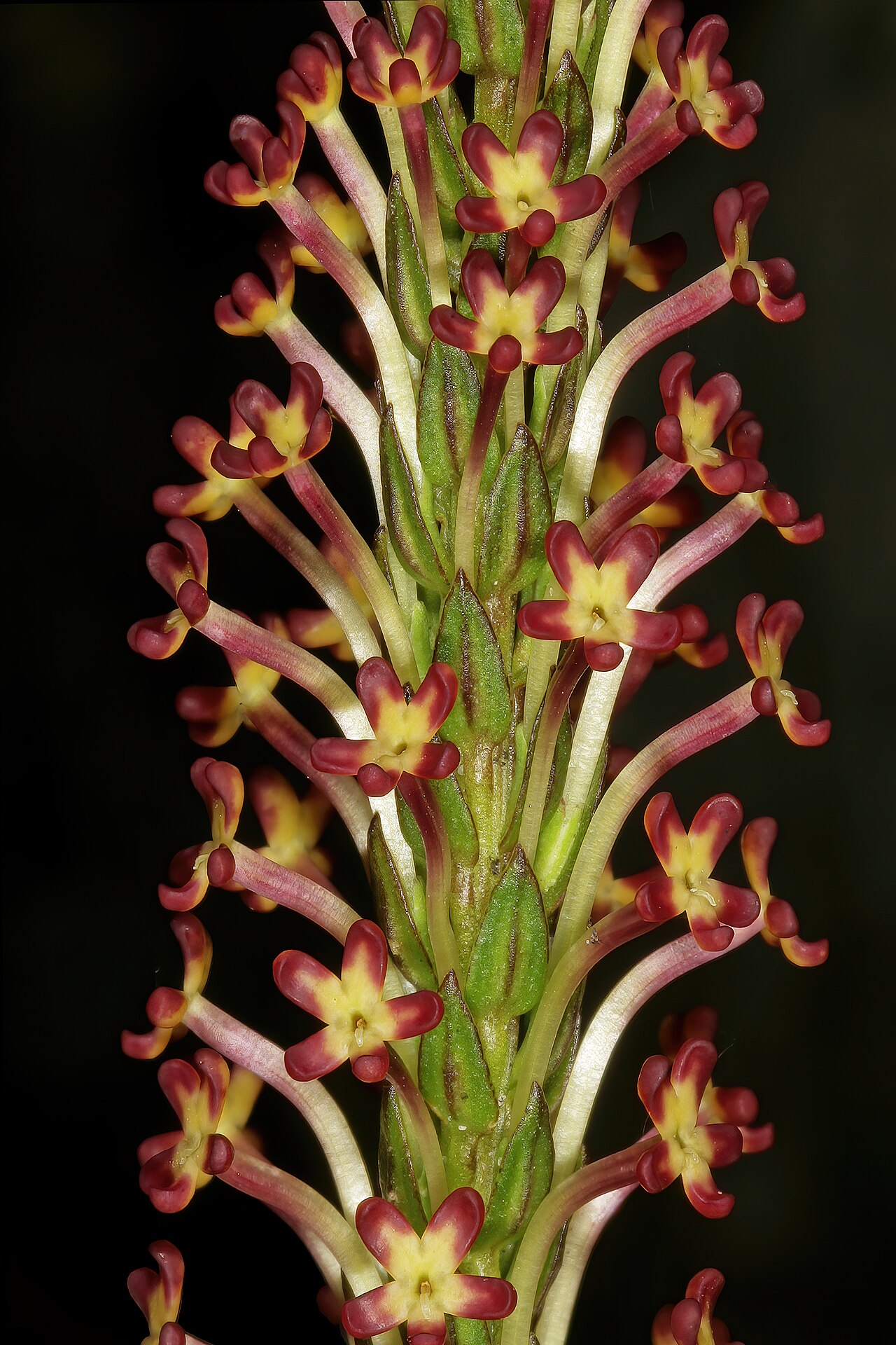 Microdon dubius: Microdon dubius , part of inflorescence; in fynbos, Cape Point Nature Reserve, Cape Town, Western Cape, South Africa