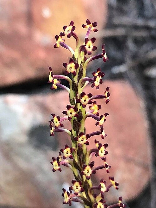 Microdon dubius: Microdon dubius (L.) Hilliard - Table Mountain slopes, Cape Town, South Africa
