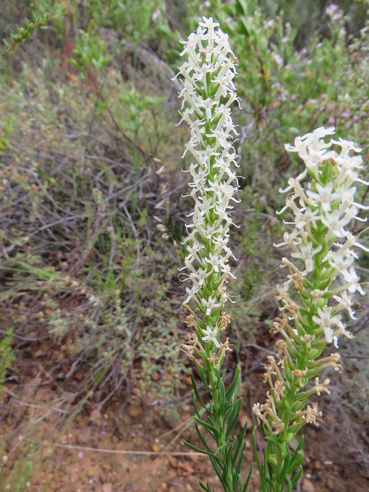 Microdon polygaloides: Microdon polygaloides, photographed by Ronald Flipphi, on 7 October 2019, along the footpath to the Sederberg Pass from the North near the cabins, Cederberg, We
