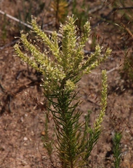 Microdon polygaloides (Microdon polygaloides)