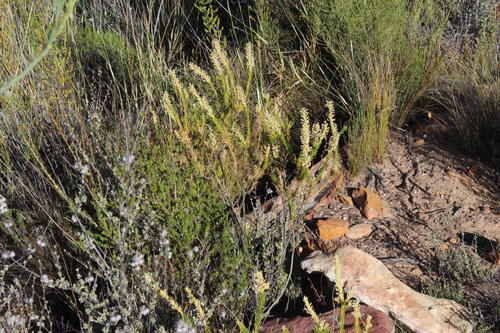 Microdon polygaloides (Microdon polygaloides)