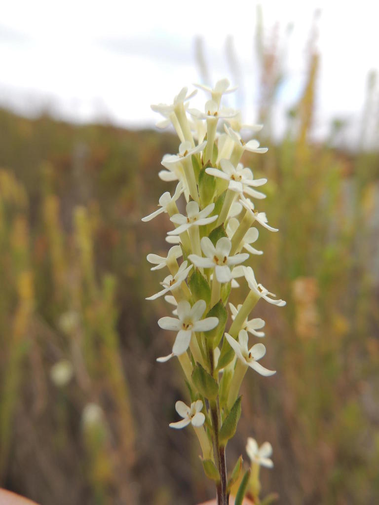 Microdon polygaloides (Microdon polygaloides)