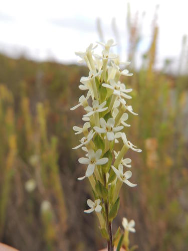 Microdon polygaloides (Microdon polygaloides)