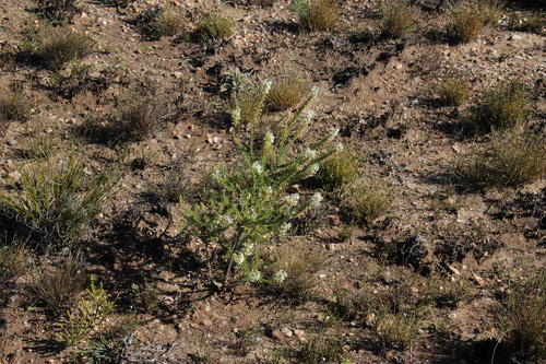 Microdon polygaloides (Microdon polygaloides)