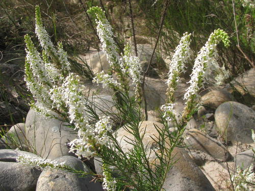 Microdon polygaloides (Microdon polygaloides)