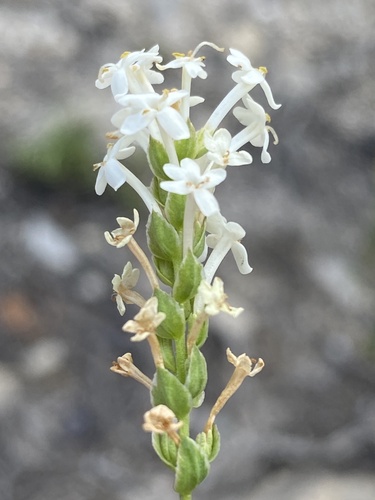 Microdon polygaloides (Microdon polygaloides)