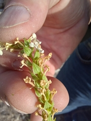 Microdon polygaloides (Microdon polygaloides)