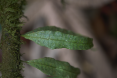 Microgramma dictyophylla (Microgramma dictyophylla)