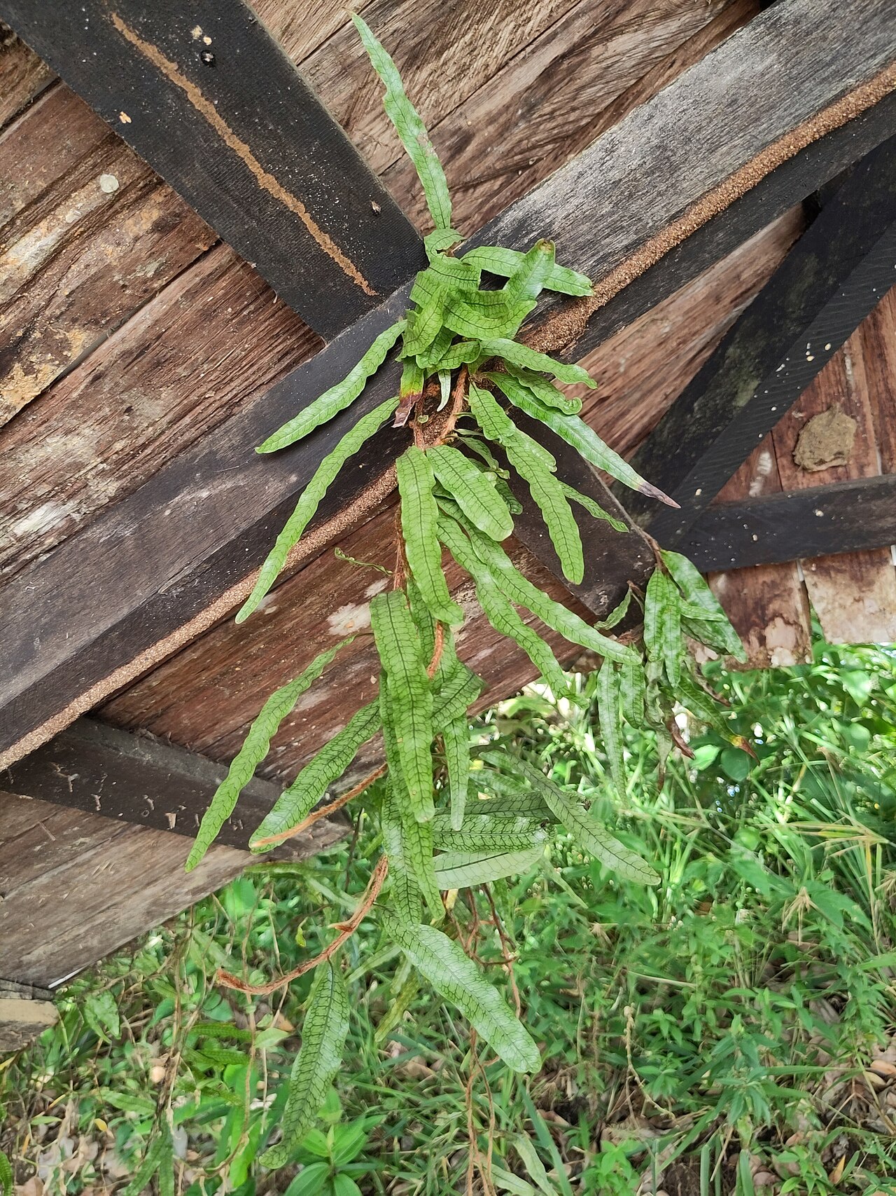 Microgramma dictyophylla: Microgramma dictyophylla, from iNaturalist observation https://www.inaturalist.org/observations/154173358