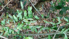 Clinging snakefern (Microgramma heterophylla)