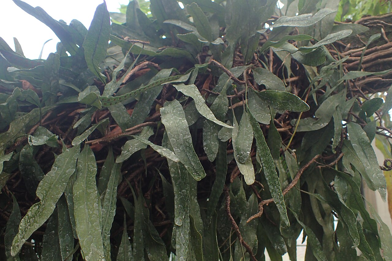 Clinging snakefern: Microgramma heterophylla (labelled as Polypodium swartzii) in the Botanischer Garten, Berlin-Dahlem