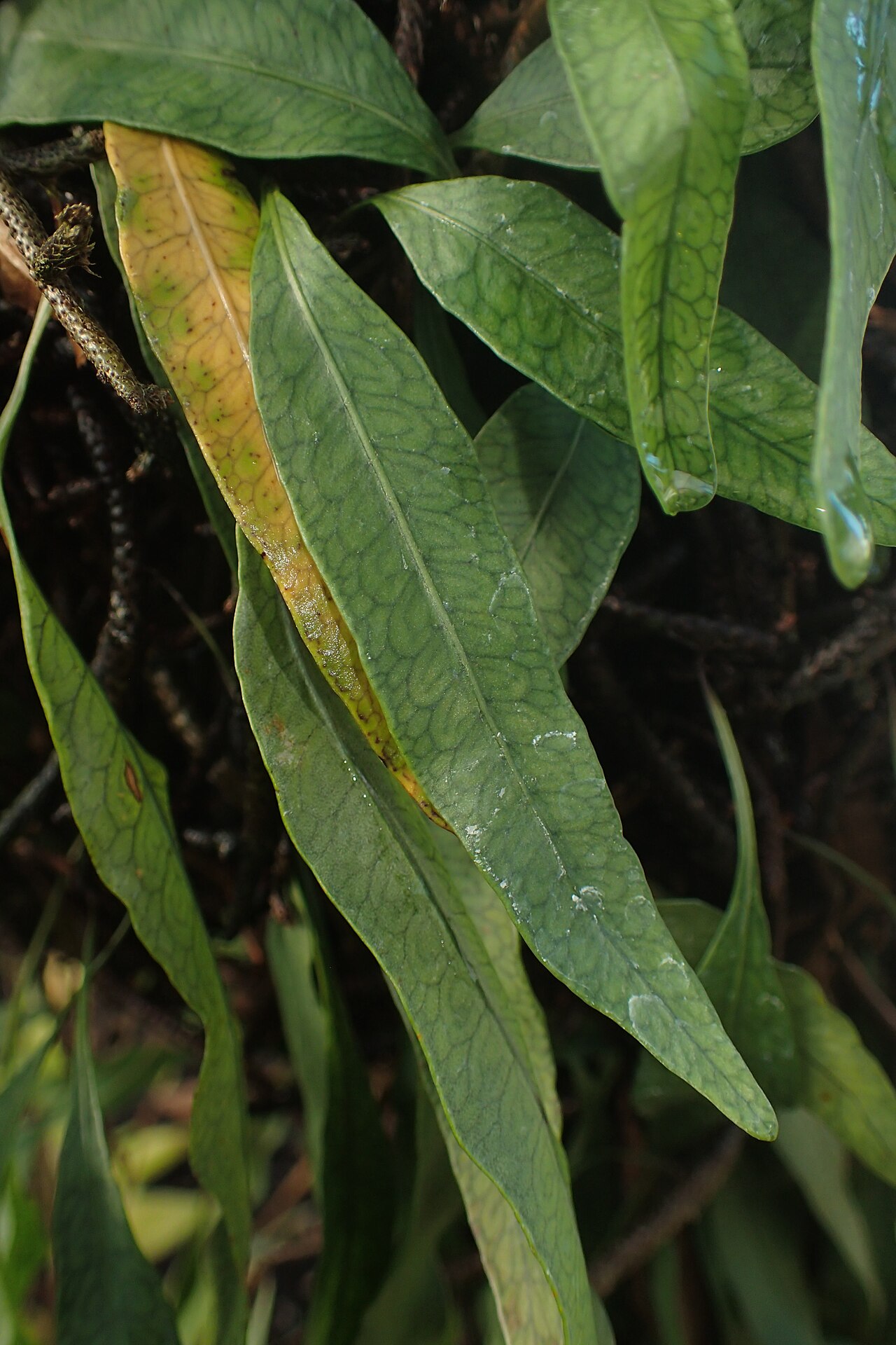 Clinging snakefern: Microgramma heterophylla (labelled as Polypodium swartzii) in the Botanischer Garten, Berlin-Dahlem