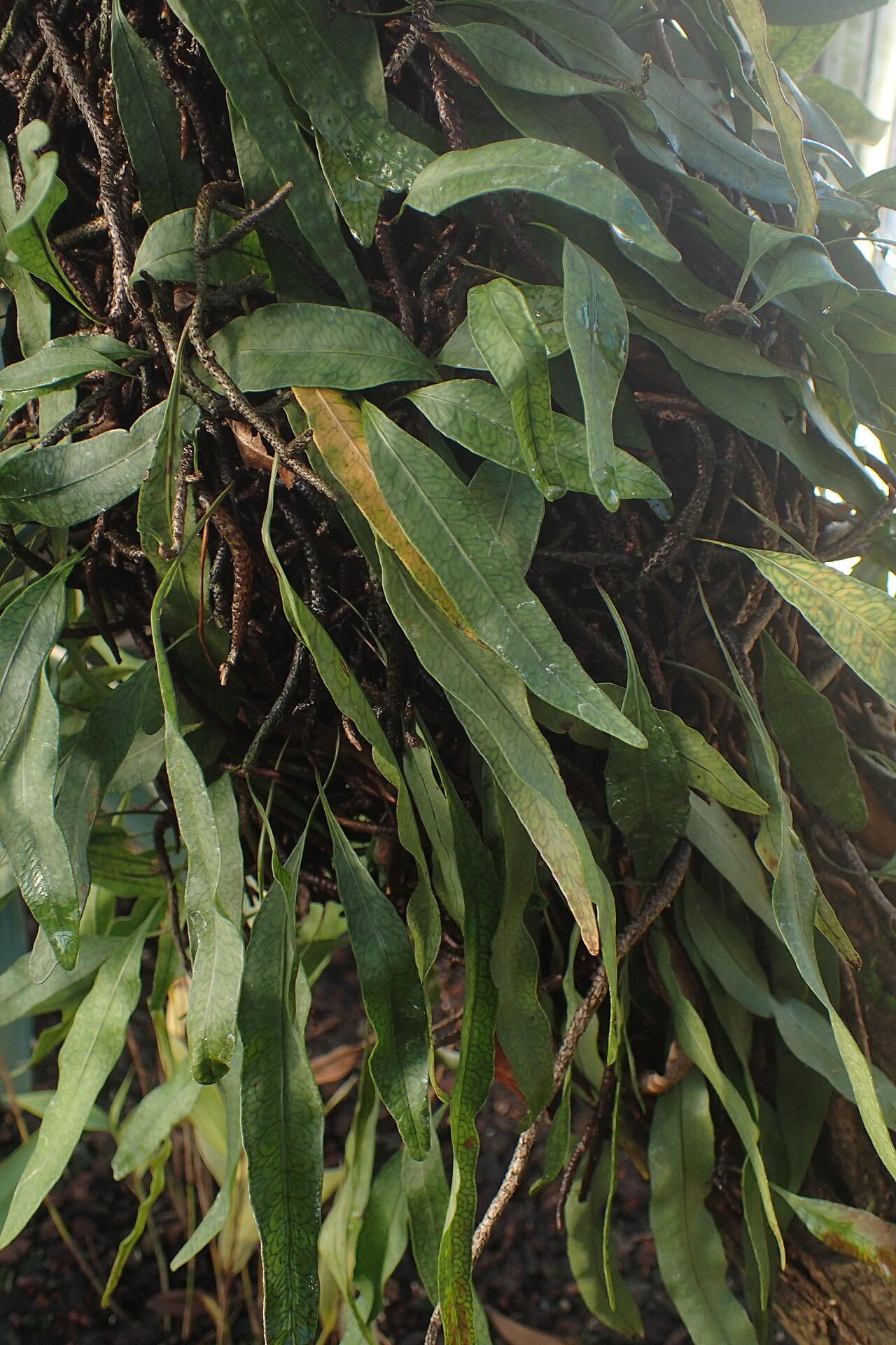 Clinging snakefern: Microgramma heterophylla (labelled as Polypodium swartzii) in the Botanischer Garten, Berlin-Dahlem