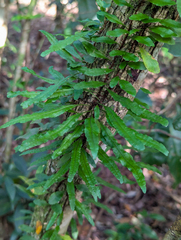 Clinging snakefern (Microgramma heterophylla)
