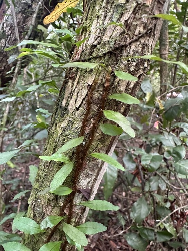 Clinging snakefern (Microgramma heterophylla)