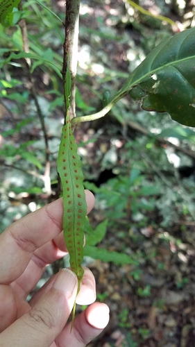 Clinging snakefern (Microgramma heterophylla)
