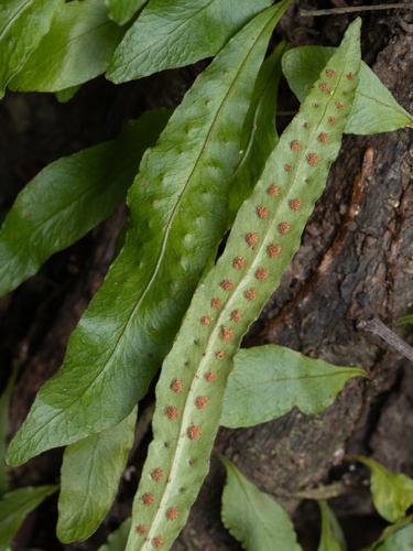 Clinging snakefern (Microgramma heterophylla)