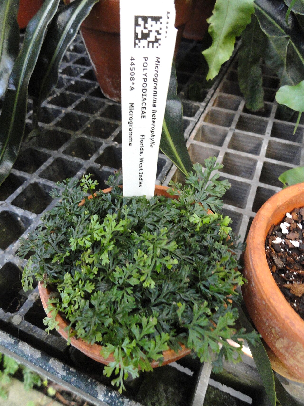 Clinging snakefern: Botanical specimen in the Lyman Plant House, Smith College, Northampton, Massachusetts, USA.