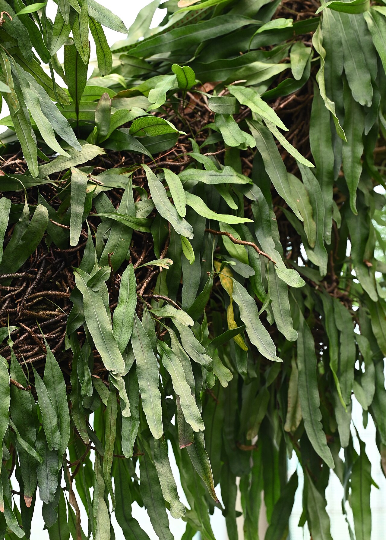 Clinging snakefern: Microgramma heterophylla in the Botanischer Garten, Berlin-Dahlem