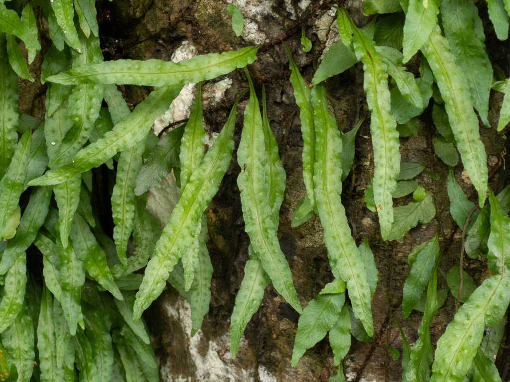 Clinging snakefern (Microgramma heterophylla)