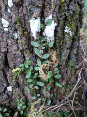 Clinging snakefern (Microgramma heterophylla)