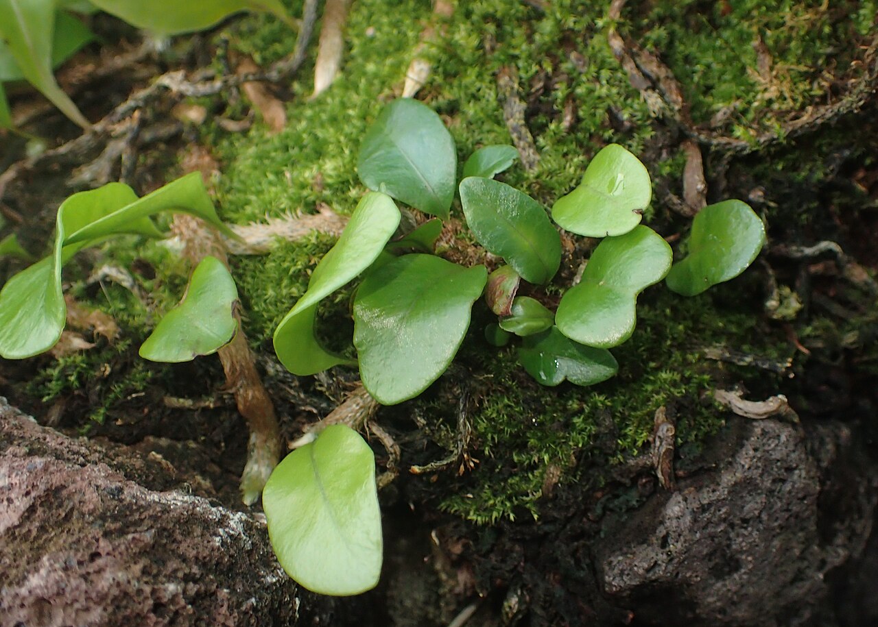 Clubmoss snakefern: Microgramma lycopodioides in the Botanischer Garten, Berlin-Dahlem