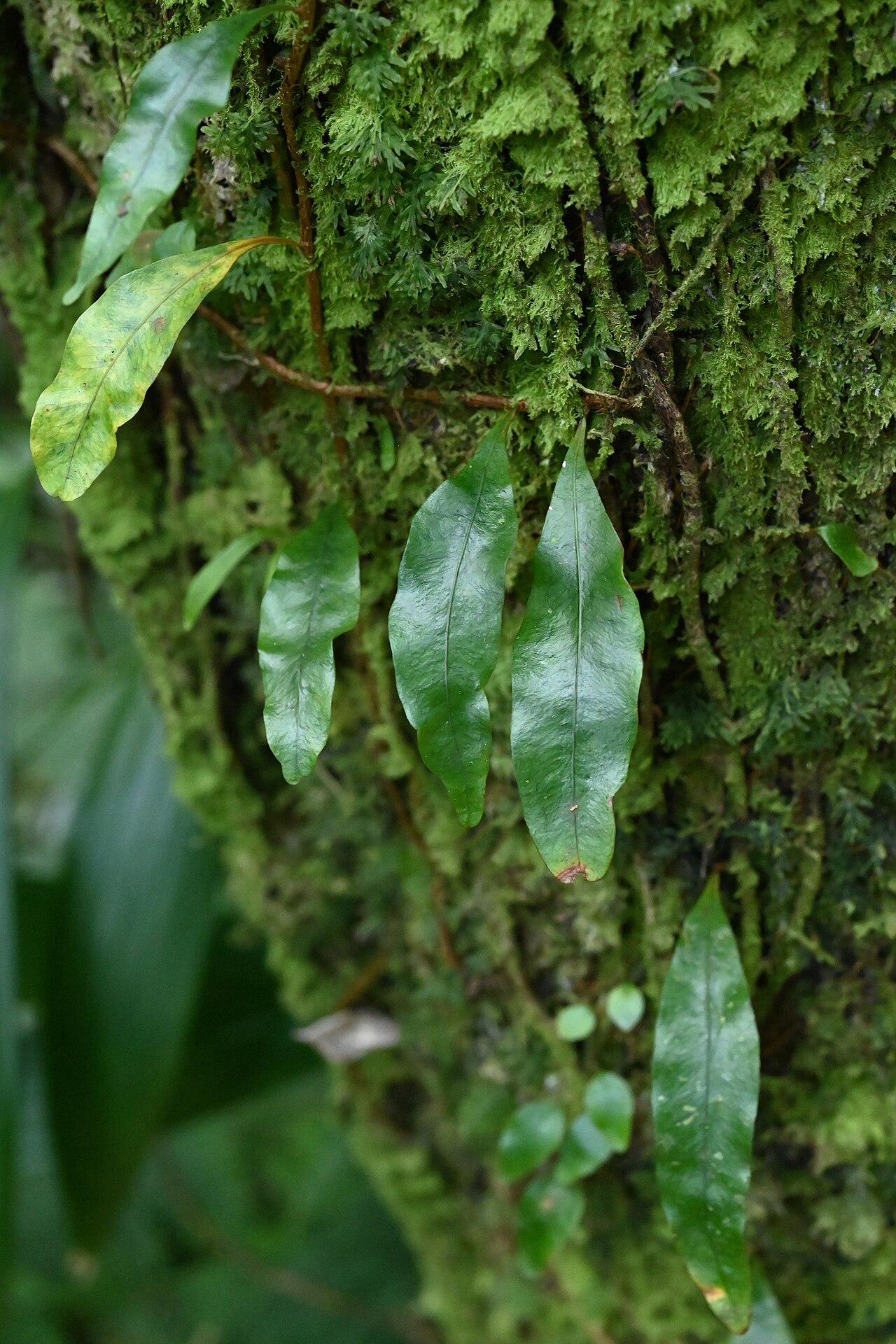Clubmoss snakefern: Microgramma lycopodioides between Deshaies and Morne Mazeau on Guadeloupe