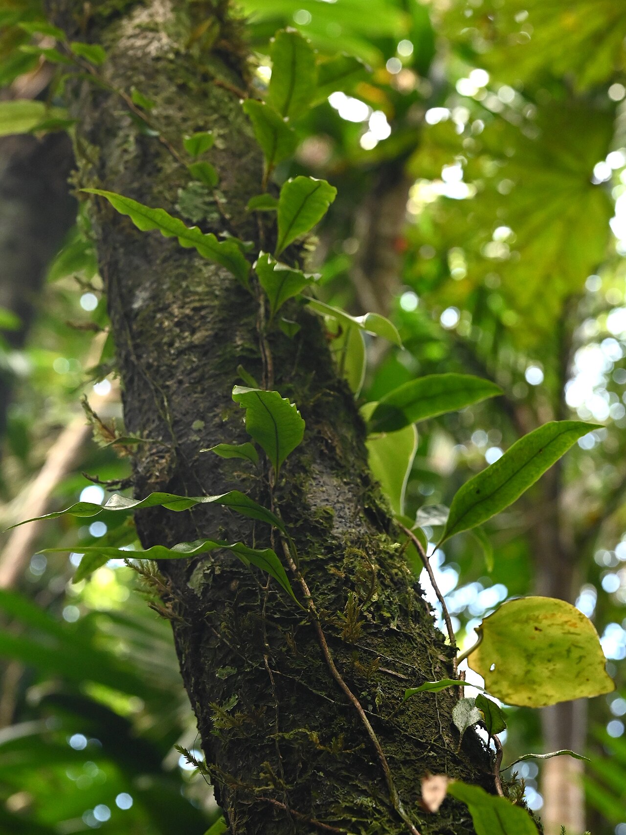 Clubmoss snakefern: Microgramma lycopodioides between Deshaies and Morne Mazeau on Guadeloupe