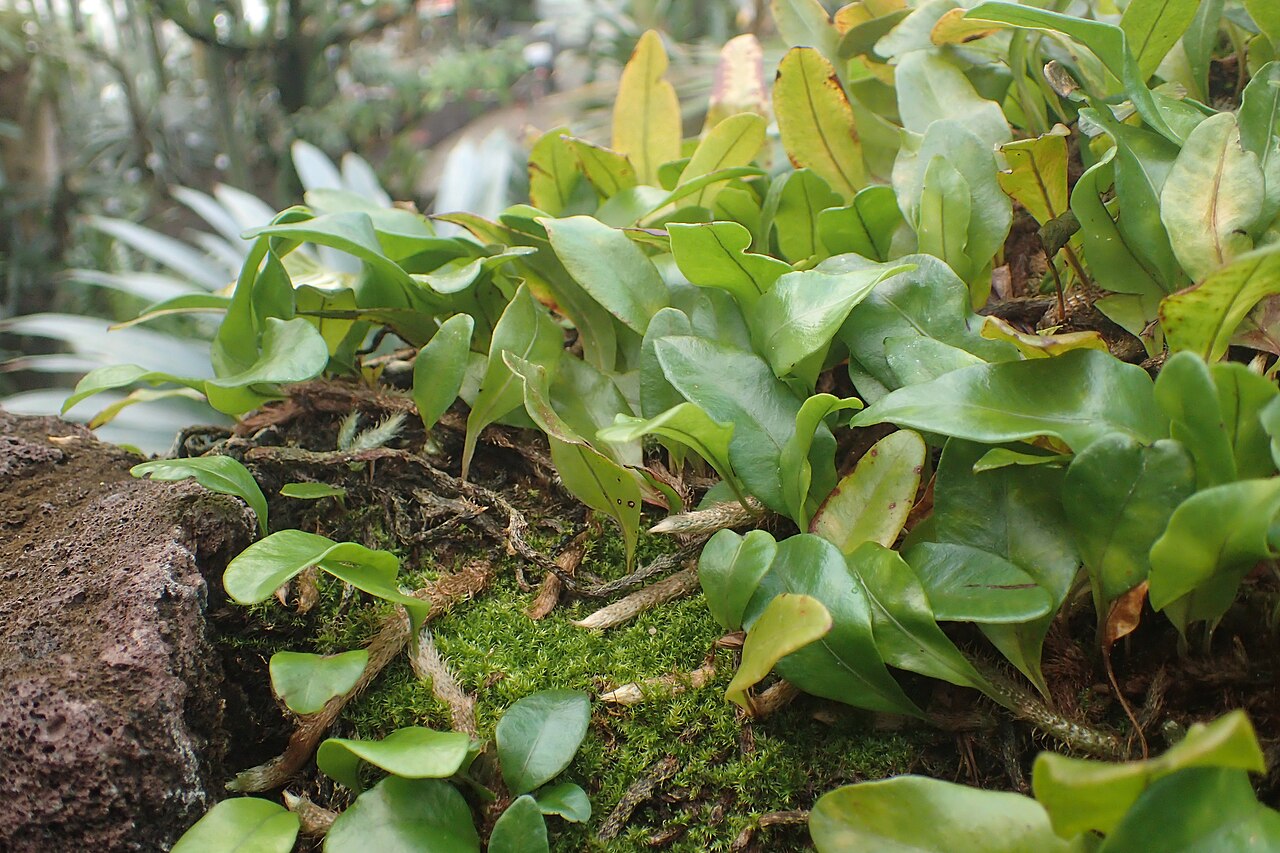 Clubmoss snakefern: Microgramma lycopodioides in the Botanischer Garten, Berlin-Dahlem