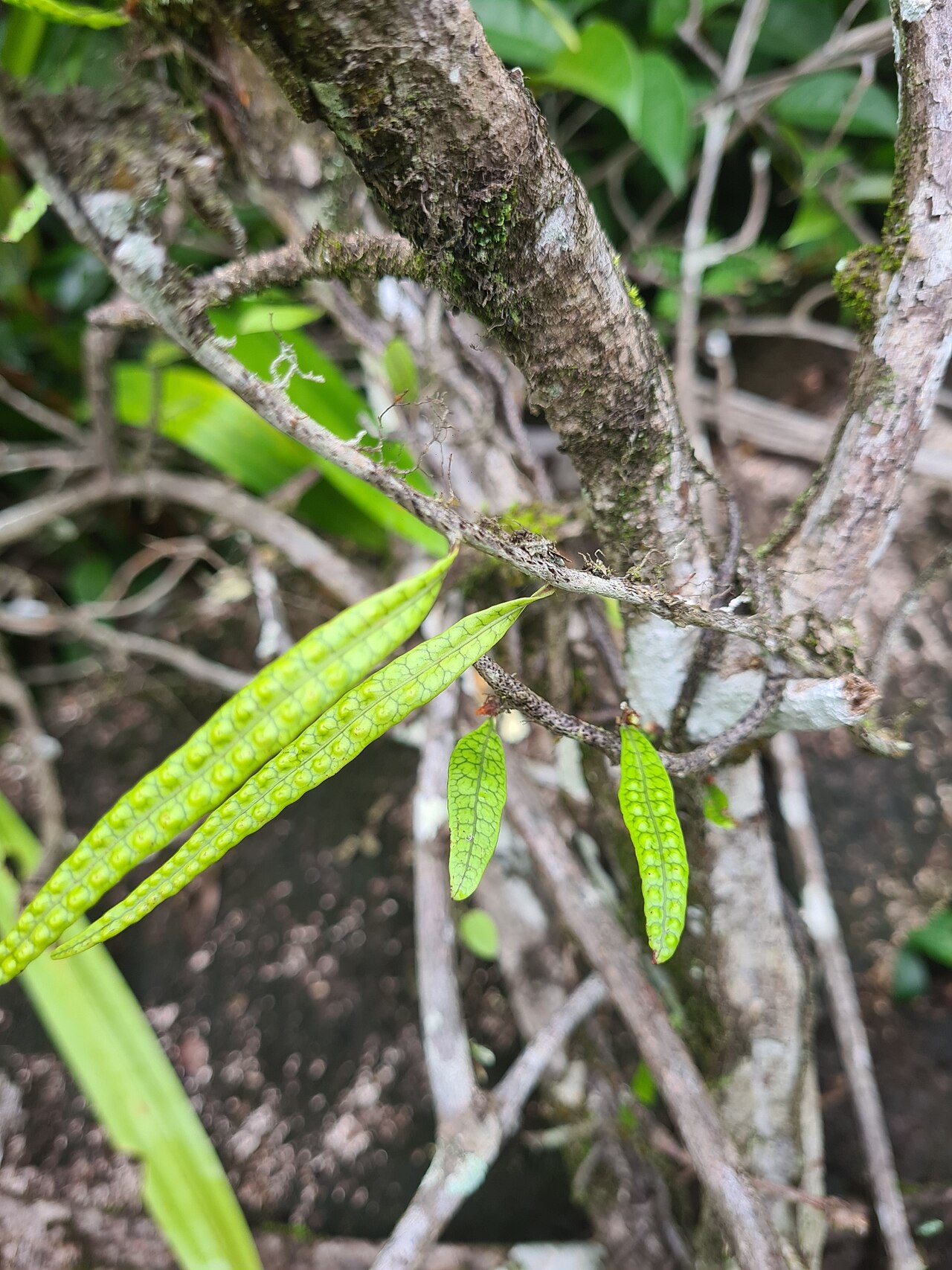 Clubmoss snakefern: clubmoss snakefern