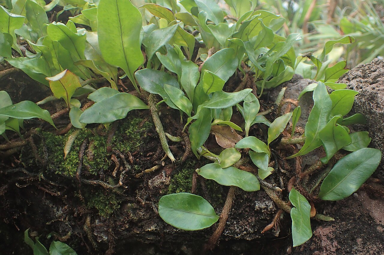 Clubmoss snakefern: Microgramma lycopodioides in the Botanischer Garten, Berlin-Dahlem