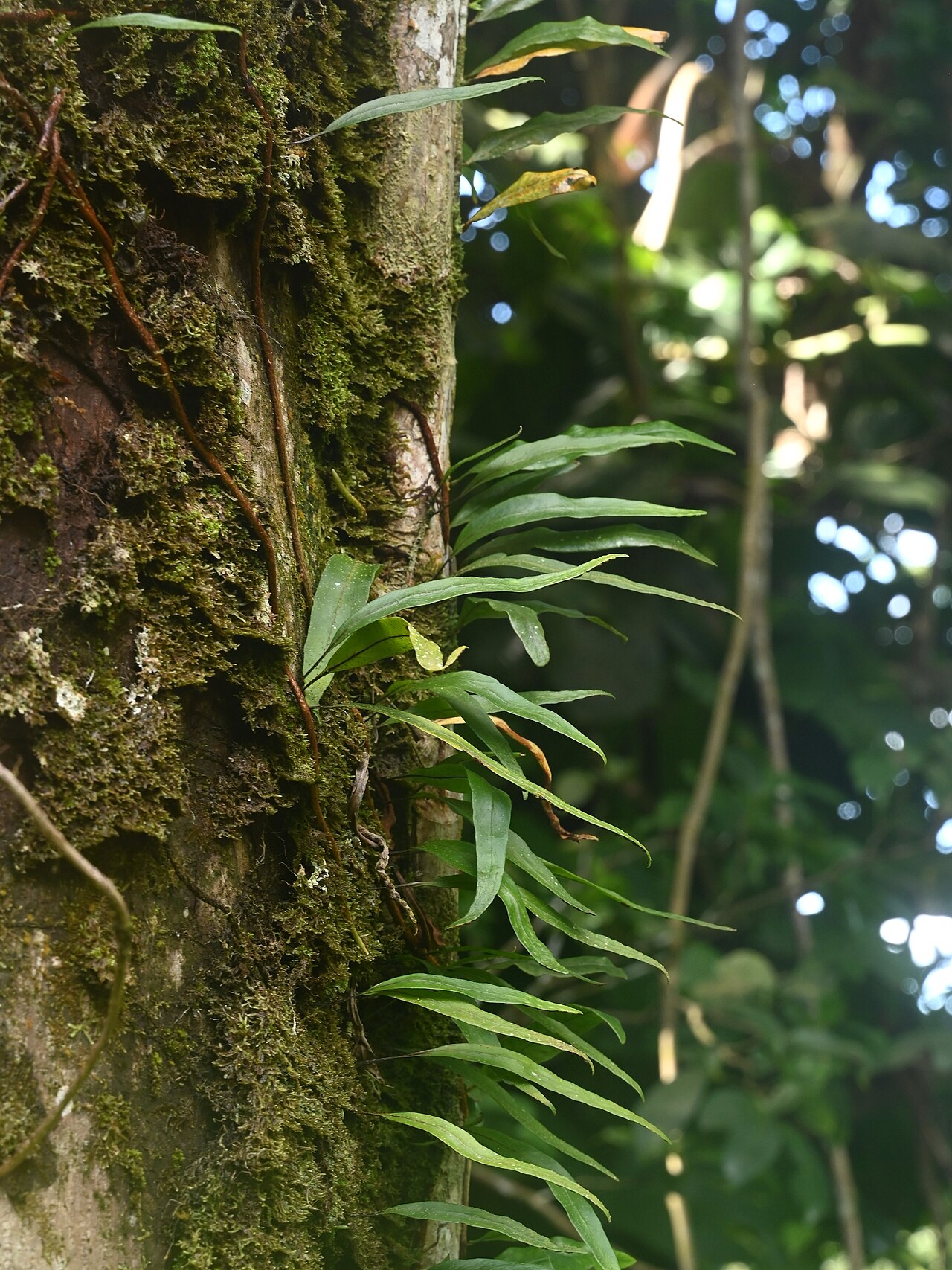 Clubmoss snakefern: Microgramma lycopodioides in Zoo de Guadeloupe au Parc des Mamelles on Guadeloupe