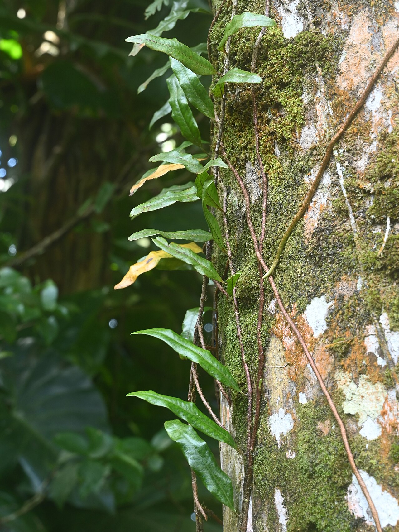 Clubmoss snakefern: Microgramma lycopodioides in Zoo de Guadeloupe au Parc des Mamelles on Guadeloupe