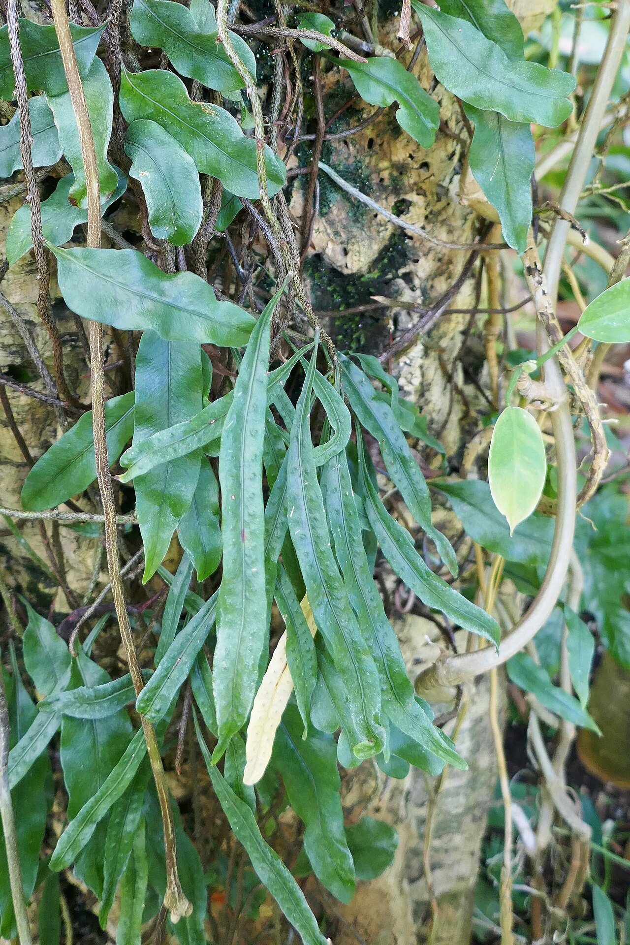 Microgramma mauritiana: Cameroun. Afrique tropicale, Réunion, Maurice. Microgramma cf mauritiana Willd. Tardieu. Jardin botanique Jean-Marie Pelt, Villers-lès-Nancy.