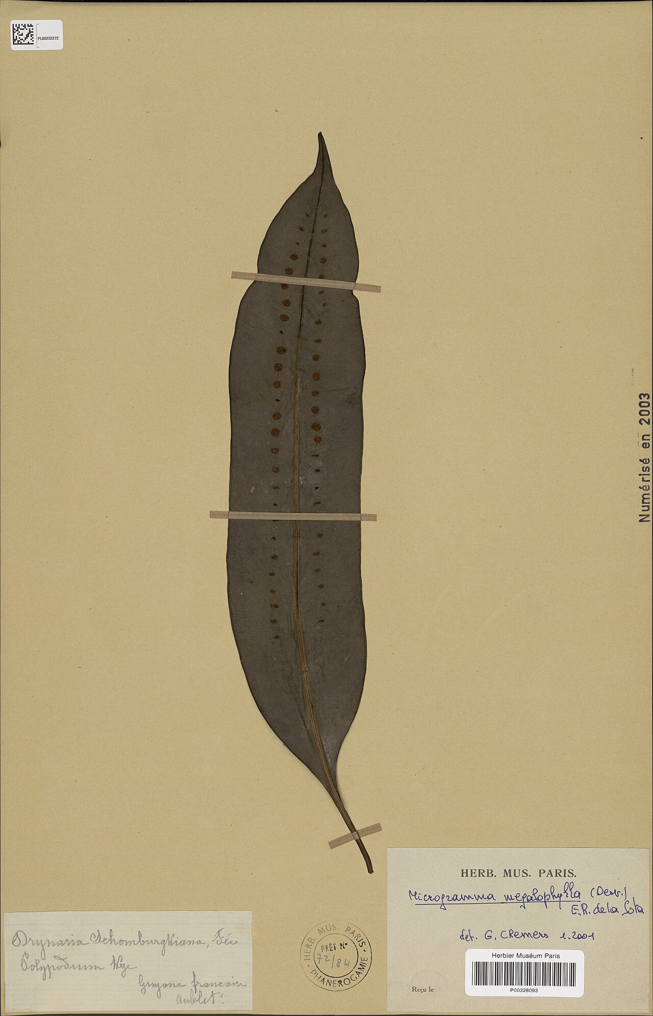 Microgramma megalophylla: Microgramma megalophylla (Desv.) de la Sota - herbier collecté par Aublet en Guyane, conservé au MNHN P-P00328093