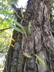 Microgramma mortoniana (Microgramma mortoniana)