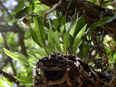Microgramma mortoniana (Microgramma mortoniana)