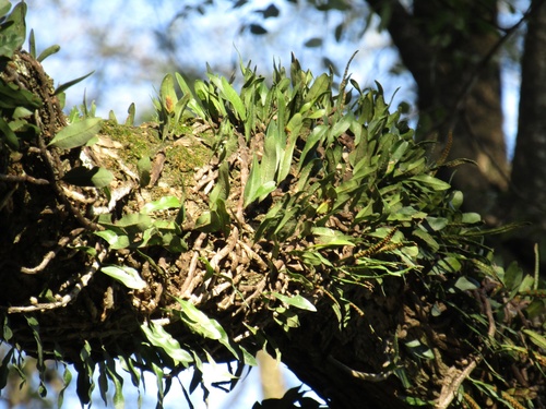 Microgramma mortoniana (Microgramma mortoniana)