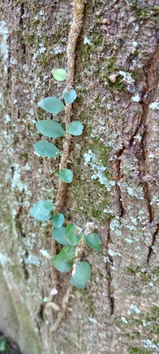 Microgramma mortoniana (Microgramma mortoniana)