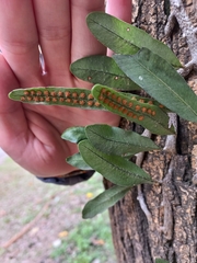 Microgramma mortoniana (Microgramma mortoniana)