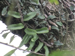 Microgramma mortoniana (Microgramma mortoniana)