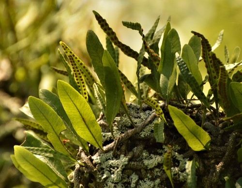 Microgramma mortoniana (Microgramma mortoniana)
