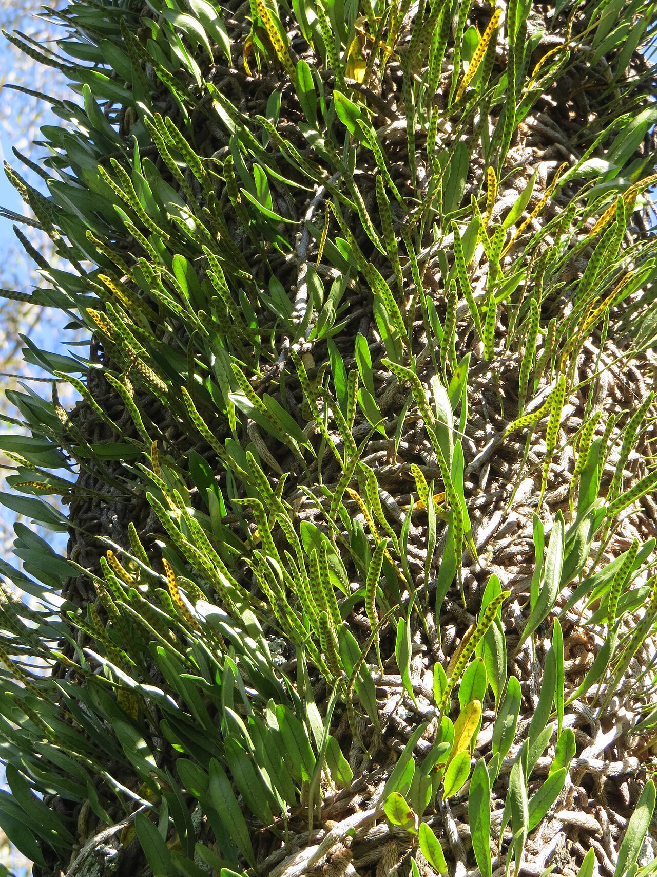 Microgramma mortoniana: Photo of Microgramma mortoniana uploaded from iNaturalist .