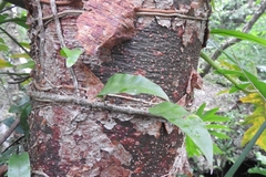Microgramma nitida (Microgramma nitida)